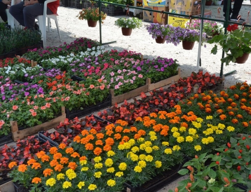 Otvoren Sajam Hortikulture 2019